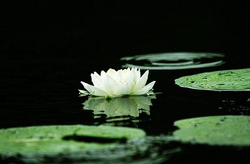 b5d6a6a099fda9e1413c511341faff18.jpg b5d6a6a099fda9e1413c511341faff18.jpg